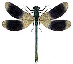 Calopteryx splendens, male