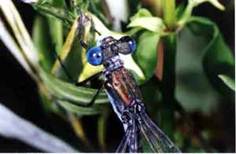 Lestes dryas, male