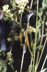 Lestes dryas, male