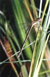 Lestes sponsa, female