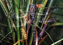 Aeschna juncea, male