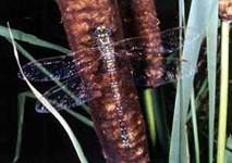 Aeschna juncea, female