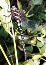 Aeschna juncea, male