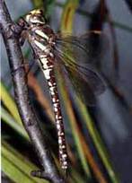 Aeschna juncea, female